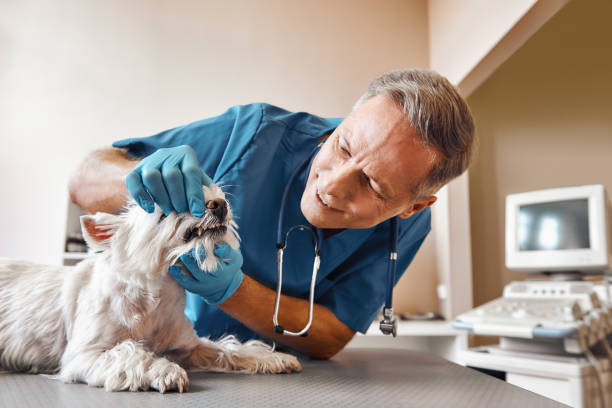 Best Holiday Emergency Dentist in Searles Valley, CA